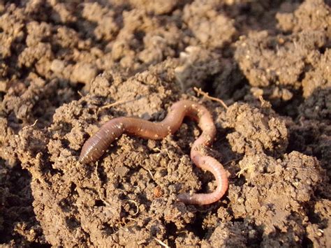 Boosting Crop Yields with Magic Worm Ranching: Case Studies and Success Stories